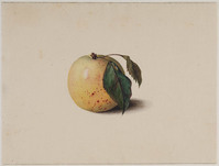 Z 074
<br/>
Een gele appel
<br/>
<em>Brandt, Albertus Jonas (1788-1821)</em>